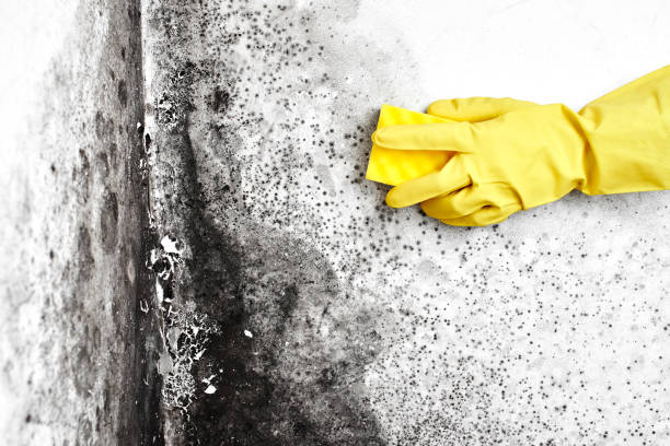 Best Commercial Mold Remediation in Emah, OK