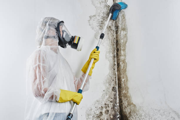 Best Insurance-Related Mold Remediation in Emah, OK