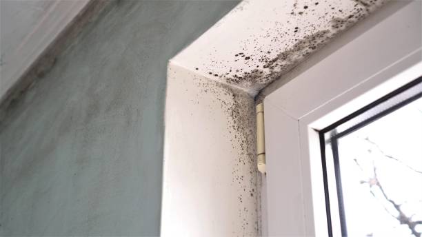Best Attic Mold Remediation in Emah, OK