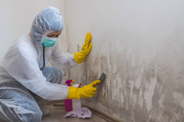 Best Mold Testing and Inspection Services in Emah, OK