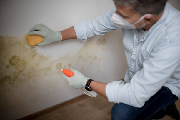 Best Preventive Mold Services in Emah, OK