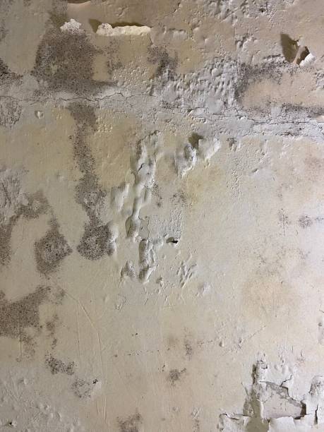 Reliable Okemah, OK Mold Remediation Solutions