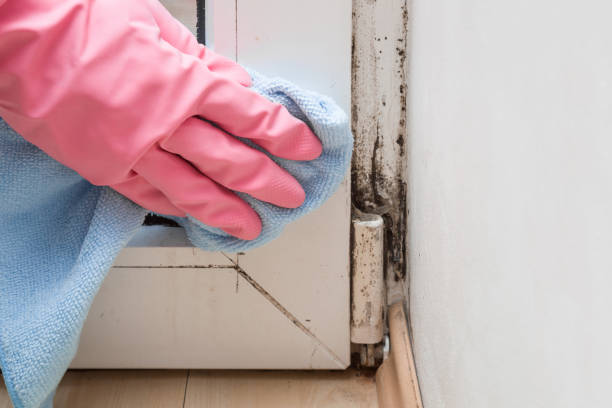 Best HVAC Mold Remediation in Emah, OK
