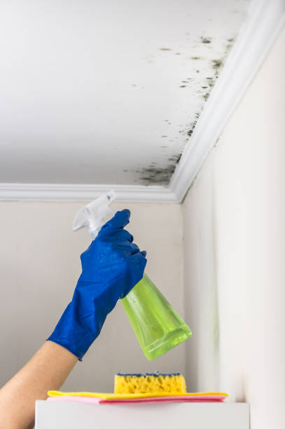 Best Kitchen Mold Remediation in Emah, OK